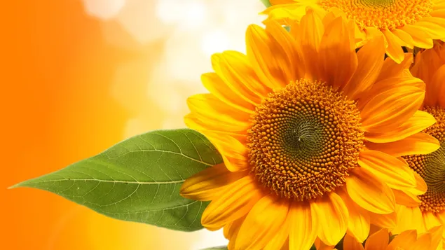 Erstaunliche Sonnenblumenansicht 2K Hintergrundbild