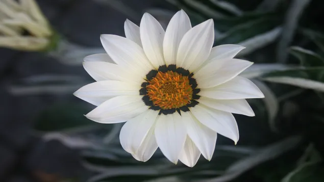 Erstaunliche weiße Blume 2K Hintergrundbild