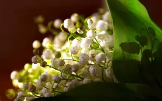 Удивительные белые цветы 2K обои
