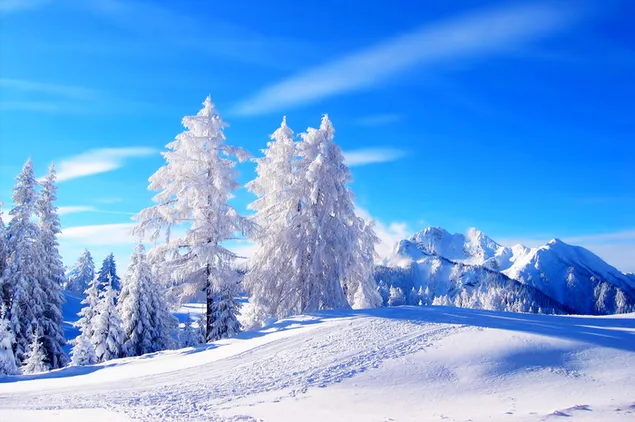 Erstaunliche weiße Aussicht auf schneebedeckte Berge und schneebedeckte Bäume in bewölkter Himmelslandschaft herunterladen