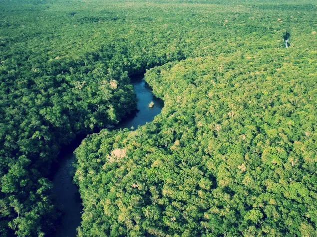 Amazonas-Regenwald mit seiner großartigen Natur, die vom Hügel aus betrachtet wird