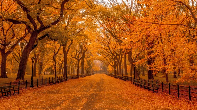 Шпалери Обсаджена деревами доріжка Центрального парку Америки восени 4K