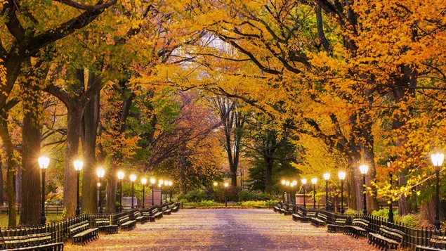 Шпалери Обсаджена деревами алея Центрального парку Америки HD