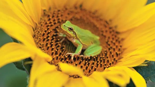 Amerikanischer grüner Laubfrosch auf einer Sonnenblume herunterladen
