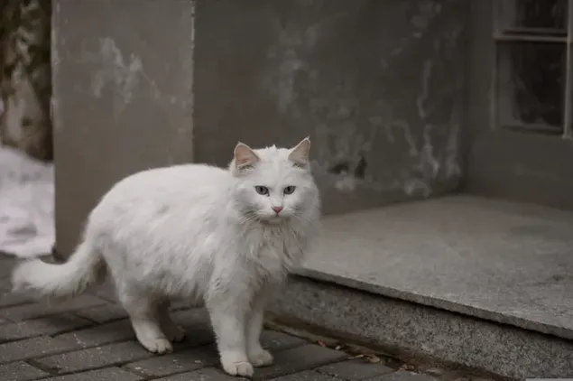 Un gato Maine Coon completamente blanco 4K fondo de pantalla