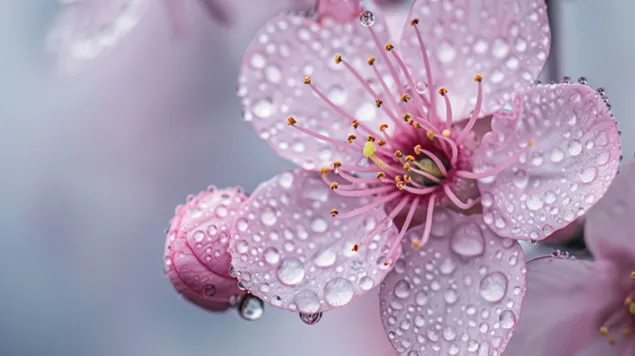 Cseresznyevirágok varázslatos tömbje kibontakozik a tavasz varázslatával 8K háttérkép