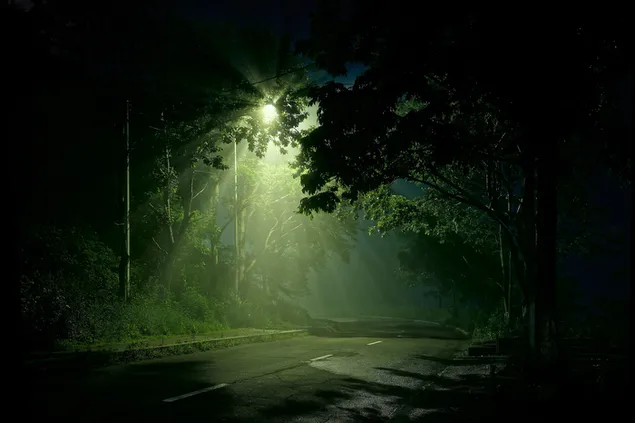 暗い森の道を照らす街灯