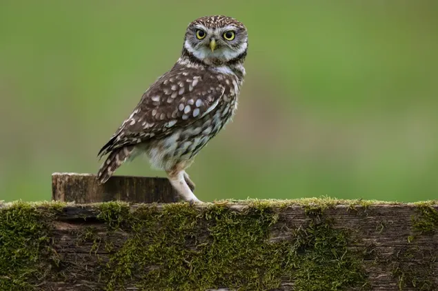 An owl with yellow eyes on mossy wood against a green background