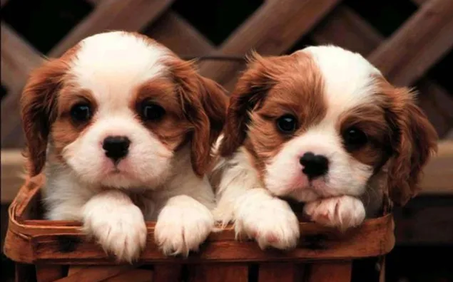 Anak anjing, anjing, anjing, domestik, hewan peliharaan, Mamalia unduhan