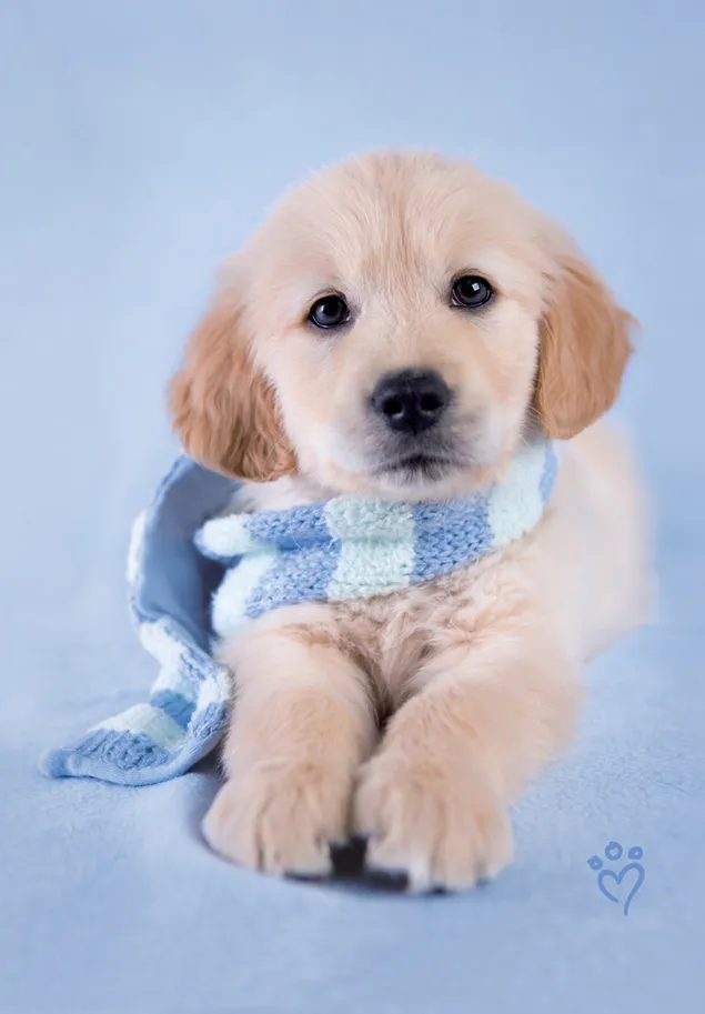 Anak anjing emas mengenakan syal biru dan putih unduhan