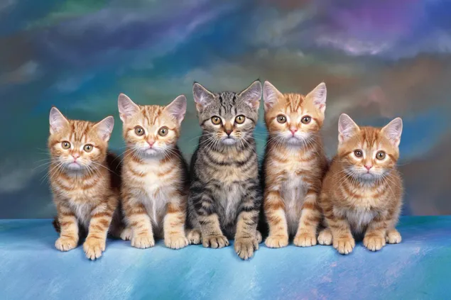 anak kucing lucu unduhan
