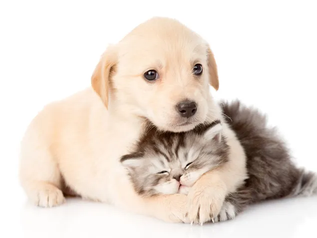 Tier, Katze und Hund 2K Hintergrundbild