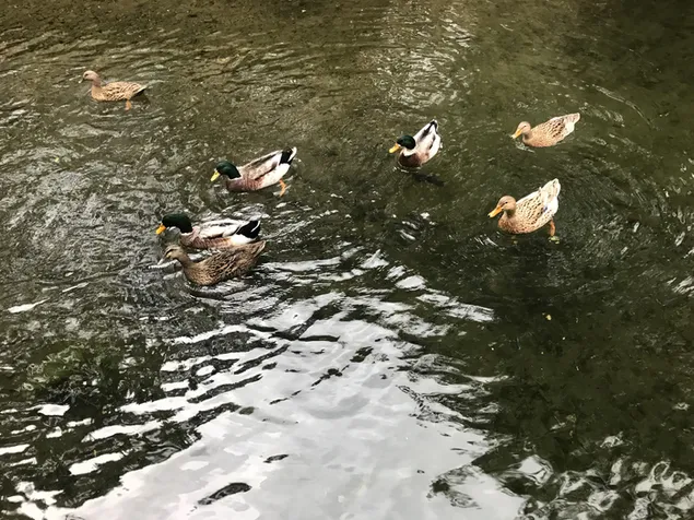 Animal Duck Swim River 