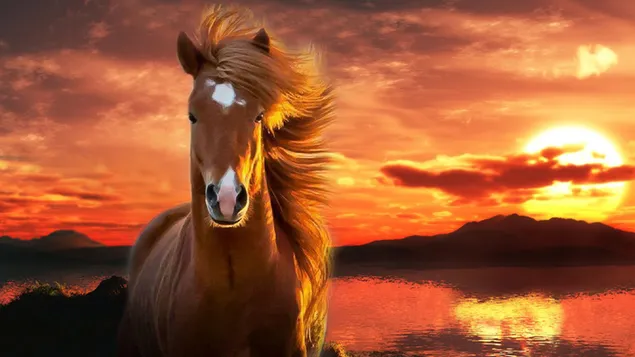 Tier - Pferd HD Hintergrundbild
