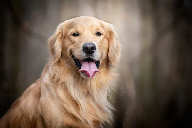 Anjing golden retriever yang lucu kabur di foto latar depan unduhan