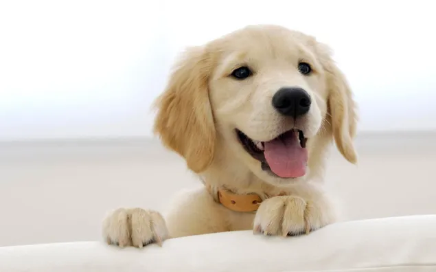 Anjing krem, anak anjing, golden retriever unduhan