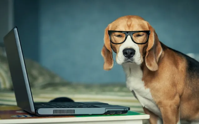 Anjing Lucu unduhan