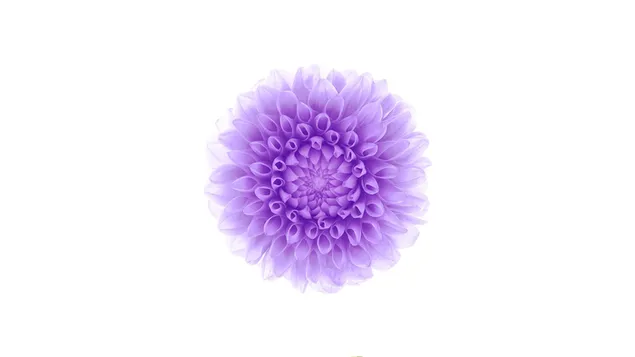 蘋果IOS花 HD 壁紙