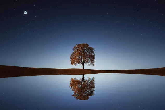 árbol reflejado en el lago descargar
