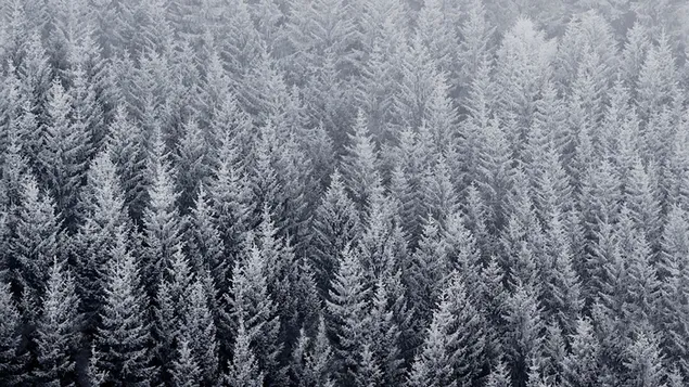 Árboles de nieve en el bosque en el bosque en nevadas de día