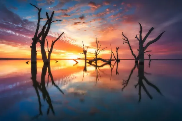 Árboles secos en el lago reflejados en el carmesí del amanecer. descargar