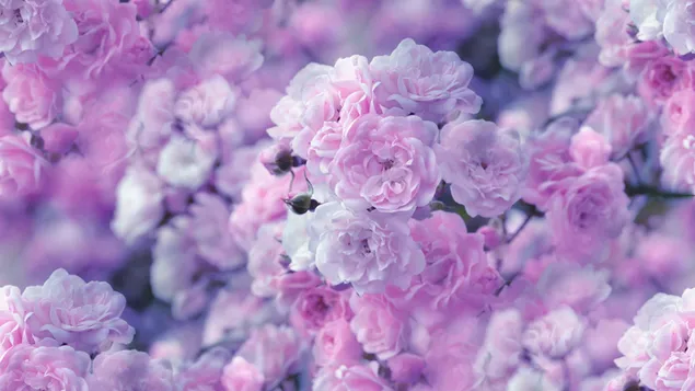 Arbusto con flores rosas