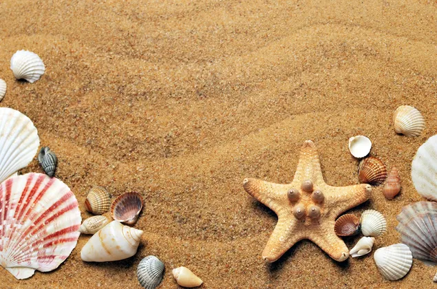 arena y estrellas de mar