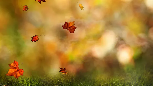 Művészi őszi juhar levelek 2K háttérkép