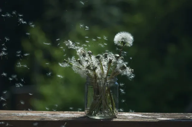 Artistic blown dandelion