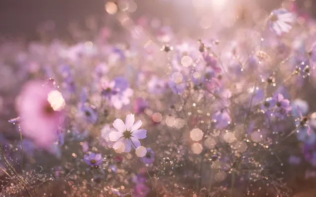 Artistic Flowers download