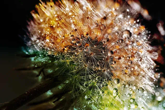 Artistic macro shot of Dandelion dewdrops