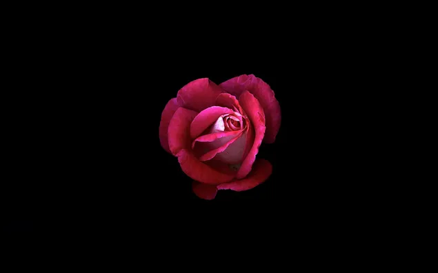 Künstlerische rote Rose