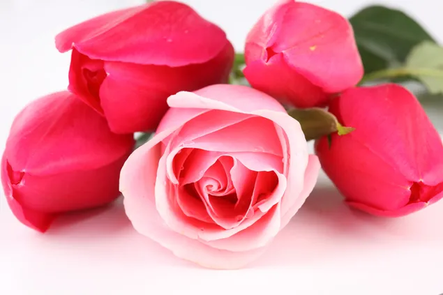 Impresionante vista de rosas rosadas 4K fondo de pantalla
