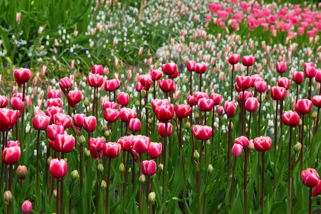 Impresionante vista de tulipanes rosas 4K fondo de pantalla