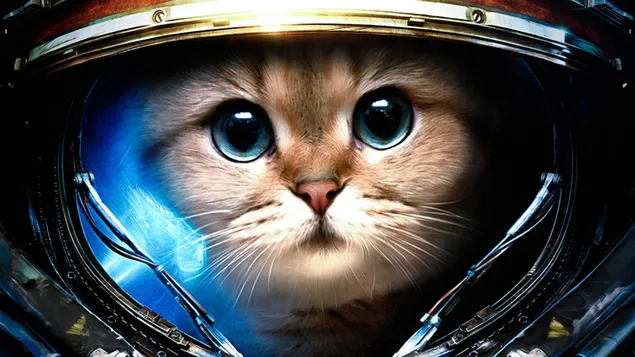 Fons de pantalla de gat astronauta baixada