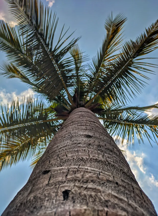 attalea speciosa, babassu, palma babassu prenos