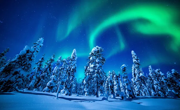 Aurora boreal sobre el bosque 2K fondo de pantalla