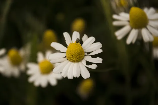 Daisy putih yang bertuah 4K kertas dinding