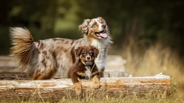 Australische herder, hond & pup download