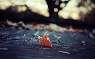 autumn breeze download