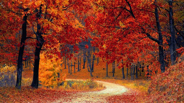 jesen grimizno i   narandzasto drvece tokom jesenje sezone preuzmi