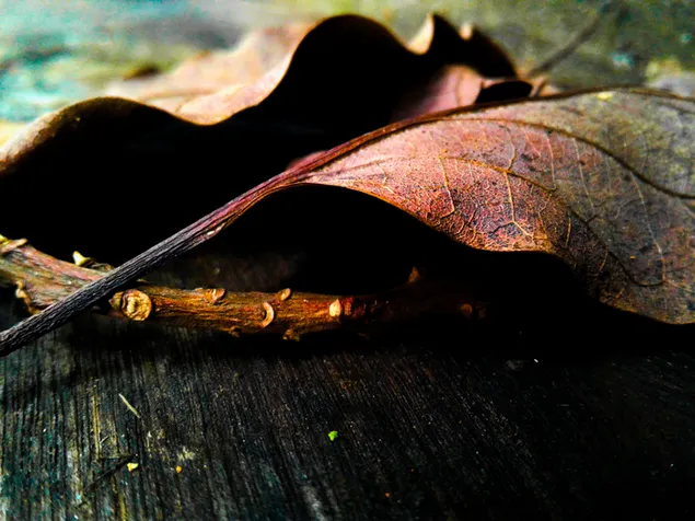 Herbsttrockenes Blatt auf dem Holz 2K Hintergrundbild