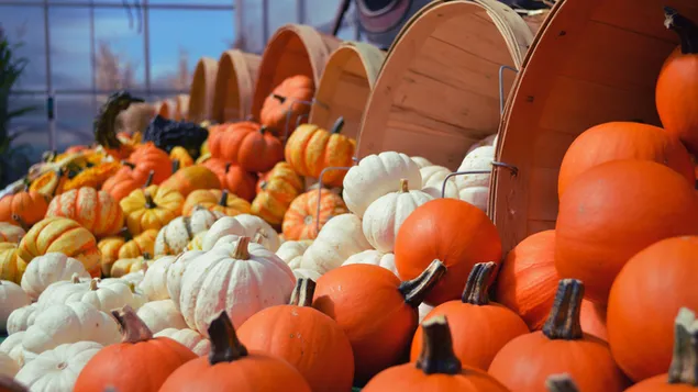 stina e vjeshtes - shfaqja e kungujve me ngjyra shkarkim