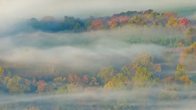 jesienny las i mgla pobierz