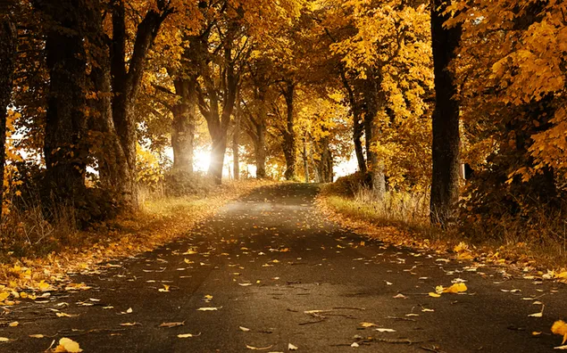 Есенска шума и жолти лисја 2K тапет