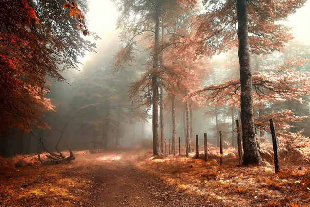 Bosque de otoño en día brumoso 2K fondo de pantalla