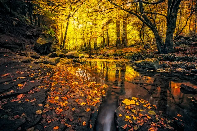 Arroyo del bosque de otoño 2K fondo de pantalla