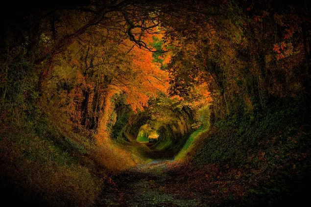 Túnel del bosque de otoño 2K fondo de pantalla