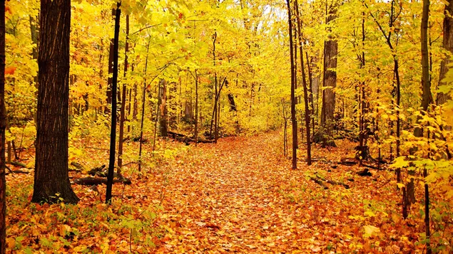 Blick auf den Herbstwald 2K Hintergrundbild
