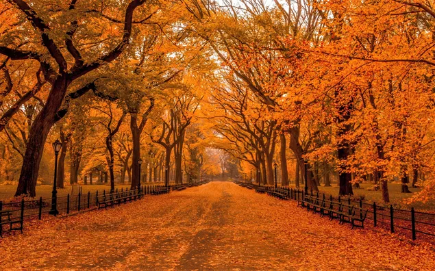 Muat turun Musim luruh di Central Park